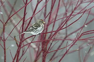 Redpoll (Carduelis flammea) perched on a branch in snow Redpoll (Carduelis flammea) perched on a branch in snow