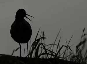 Sandpipers Gallery: Common Redshank Collection