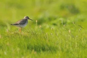 Sandpipers Gallery: 