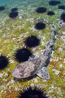 Redspotted catshark (Schroederichthys chilensis) on sea floor amongst Sea urchins Redspotted catshark (Schroederichthys chilensis) on sea floor amongst Sea urchins