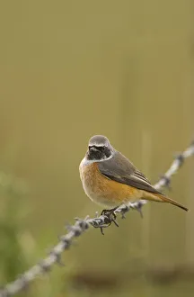 Redstart (Phoenicurus phoenicurus) perched on a barbed wire fence during autumn migration Redstart (Phoenicurus phoenicurus) perched on a barbed wire fence during autumn migration