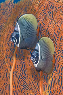 Redtail butterflyfish (Chaetodon collare) pair in front of a smooth Sea fan Redtail butterflyfish (Chaetodon collare) pair in front of a smooth Sea fan
