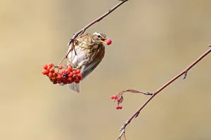 Redwing (Turdus iliacus) feeding on rowan berries, London, UK, January Redwing (Turdus iliacus) feeding on rowan berries, London, UK, January
