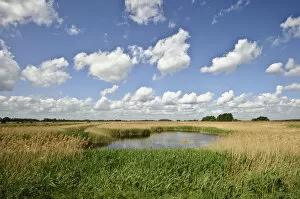 Images Dated 9th May 2011: Reed beds at Joist Fen, Lakenheath Fen RSPB Reserve, Suffolk, UK, May 2011