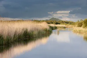 Reed beds and view towards Glastonbury Tor from Ham Wall (RSPB Nature Reserve Reed beds and view towards Glastonbury Tor from Ham Wall (RSPB Nature Reserve