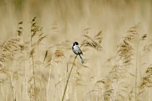 Emberizidae Gallery: Reed bunting (Emberiza schoeniclus) male perched on reeds, Woodwalton Fen, Cambridgeshire Fens