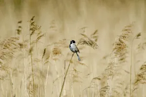 Bunting And American Sparrows Gallery: Reed Bunting Collection