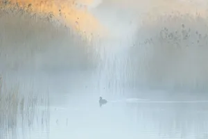 Reedbeds at dawn with Coot (Fulica atra) in mist, Lakenheath Fen RSPB Reserve, Suffolk Reedbeds at dawn with Coot (Fulica atra) in mist, Lakenheath Fen RSPB Reserve, Suffolk