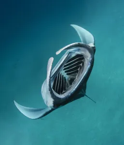 Reef manta ray (Mobula alfredi) feeding, with gills and cephalic lobes visible, Dampier strait, Raja Ampat Reef manta ray (Mobula alfredi) feeding, with gills and cephalic lobes visible, Dampier strait, Raja Ampat