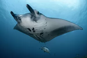 Chondrichthyes Gallery: Reef manta ray (Mobula alfredi) swimming with a Twinspot snapper (Lutjanus bohar), Okinawa, Japan