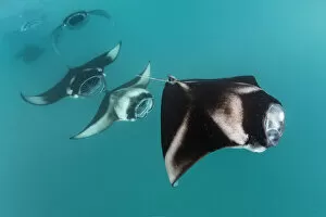 Maldives Gallery: Reef manta rays (Manta alfredi) filter feeding in atoll passes and lagoons Hanifaru Bay