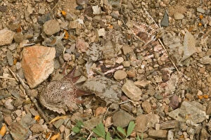 Images Dated 25th October 2005: Regal horned lizard {Phrynosoma solare} buried to keep cool, Sonoran desert, Arizona, USA