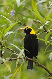 Images Dated 3rd October 2010: Regent bowerbird (Sericulus chrysocephalus) male perched, Lamington National Park