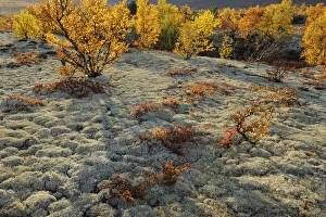 Reindeer lichen / moss and autumn trees in Forollhogna National Park, Norway, September Reindeer lichen / moss and autumn trees in Forollhogna National Park, Norway, September