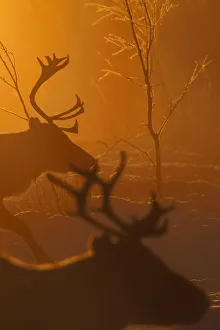 Reindeer (Rangifer tarandus) in atmospheric light, herding in the Saarivuoma Sami Reindeer (Rangifer tarandus) in atmospheric light, herding in the Saarivuoma Sami