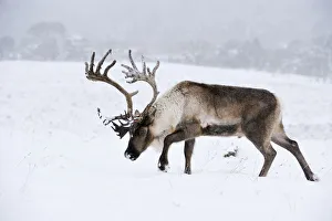 Reindeer Gallery: Reindeer (Rangifer tarandus) bull in snow, Cairngorms Reindeer Herd, reintroduced