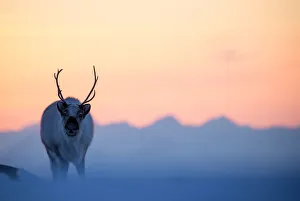 Reindeer (Rangifer tarandus) on a snowy ridge, Svalbard, Norway, April Reindeer (Rangifer tarandus) on a snowy ridge, Svalbard, Norway, April