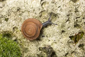 Leaf snail Print, Algarve, Portugal