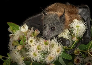 Images Dated 6th July 2019: Rescued and orphaned Grey-headed Flying-fox (Pteropus poliocephalus) in captivity