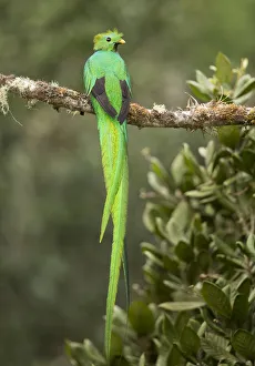 Resplendent quetzal (Pharomachrus mocinno) male perched on branch. Costa Rica Resplendent quetzal (Pharomachrus mocinno) male perched on branch. Costa Rica