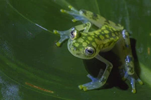 Images Dated 21st August 2013: Reticulated glass frog (Hyalinobatrachium valerioi) La Selva Field Station, Costa Rica