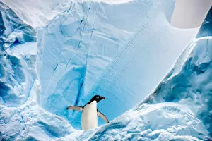 Adelie Penguin Gallery: RF - Adelie penguin (Pygoscelis adeliae) on blue ice berg