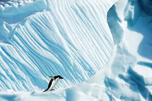 Sphenisciformes Gallery: RF- Adelie Penguin (Pygoscelis adeliae) on iceberg. Yalour Islands, Antarctic Peninsula, Antarctica
