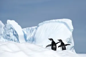 Adelie Penguin Gallery: RF - Adelie penguin (Pygoscelis adeliae) on iceberg. Graham Passage, Antarctic Peninsula