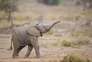 RF - African elephant (Loxodonta africana) calf walking with trunk raised RF - African elephant (Loxodonta africana) calf walking with trunk raised