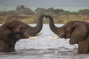 RF - African elephants (Loxodonta africana) in water, trunks touching, Zimanga game RF - African elephants (Loxodonta africana) in water, trunks touching, Zimanga game