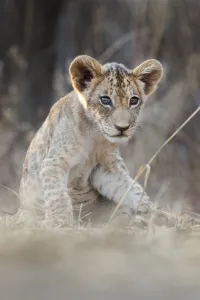 RF - African lion cub (Panthera leo), age 3 months, South Luangwa National Park RF - African lion cub (Panthera leo), age 3 months, South Luangwa National Park