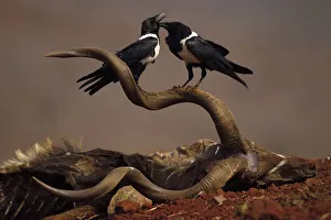 Crows And Jays Gallery: Pied Crow Collection