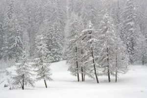 RF- Alpine landscape with snow covered trees. Gran Paradiso National Park, Italy, March RF- Alpine landscape with snow covered trees. Gran Paradiso National Park, Italy, March