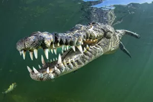 Crocodile Gallery: RF - American crocodile (Crocodylus acutus) swims through sunrays