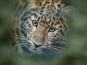 RF - Amur leopard (Panthera pardus orientalis) captive, occurs in northern China and Russia RF - Amur leopard (Panthera pardus orientalis) captive, occurs in northern China and Russia
