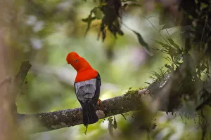 RF - Andean cock-of-the-rock (Rupicola peruvianus), male perched in tree at a lek RF - Andean cock-of-the-rock (Rupicola peruvianus), male perched in tree at a lek