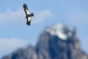 Cathartidae Gallery: RF - Andean condor (Vultur gryphus) flying over Torres del Paine Massif. Torres del