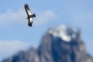 Cathartidae Gallery: RF - Andean condor (Vultur gryphus) flying over Torres del Paine Massif. Torres del