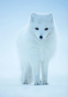 Carnivora Gallery: RF - Arctic Fox (Vulpes lagopus) portrait in winter coat, Svalbard, Norway, April