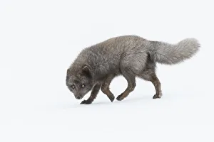 RF - Arctic fox (Vulpes lagopus) male, blue colour morph RF - Arctic fox (Vulpes lagopus) male, blue colour morph