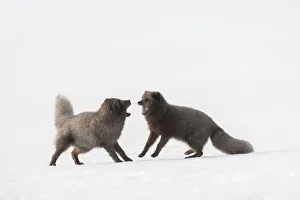 RF - Arctic foxes (Vulpes lagopus) interacting Blue colour morph RF - Arctic foxes (Vulpes lagopus) interacting Blue colour morph