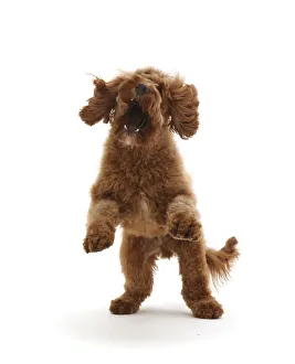 RF - Australian Labradoodle, pouncing playfully RF - Australian Labradoodle, pouncing playfully