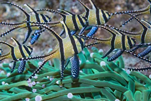 RF - Banggai cardinalfish (Pterapogon kauderni). Lembeh Strait, North Sulawesi RF - Banggai cardinalfish (Pterapogon kauderni). Lembeh Strait, North Sulawesi