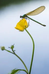 RF- Bannded demoiselle (Calopteryx splendens), resting on buttercup, Lower Tamar Lakes RF- Bannded demoiselle (Calopteryx splendens), resting on buttercup, Lower Tamar Lakes