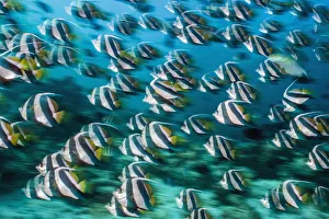 RF - Bannerfish (Heniochus diphreutes) schooling in coral reef. Long exposure RF - Bannerfish (Heniochus diphreutes) schooling in coral reef. Long exposure