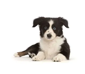 RF - Black-and-white Miniature American Shepherd puppy RF - Black-and-white Miniature American Shepherd puppy