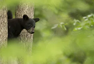 RF - Black bear cub (Ursus americanus) peeping through some trees, Minnesota, USA, June RF - Black bear cub (Ursus americanus) peeping through some trees, Minnesota, USA, June