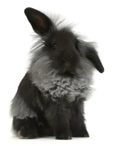 RF - Black Lionhead rabbit, sitting. (This image may be licensed either as rights RF - Black Lionhead rabbit, sitting. (This image may be licensed either as rights