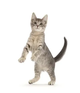 RF - Blue tabby kitten, 12 weeks, jumping up RF - Blue tabby kitten, 12 weeks, jumping up
