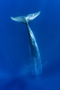 RF - Blue whale (Balaenoptera musculus) diving vertically down into the ocean to feed RF - Blue whale (Balaenoptera musculus) diving vertically down into the ocean to feed